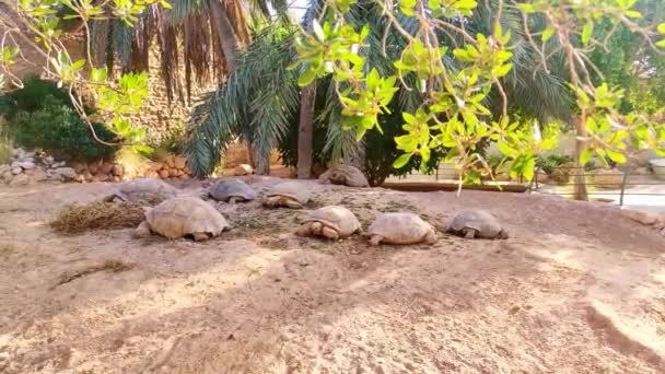 Las Tortugas Terrestres Alimentan Una Granja Túnez — Vídeos de Stock
