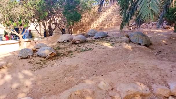 Тунис Африка 2023 Вид Наземных Черепах Которых Кормят Ферме Тунисе — стоковое видео