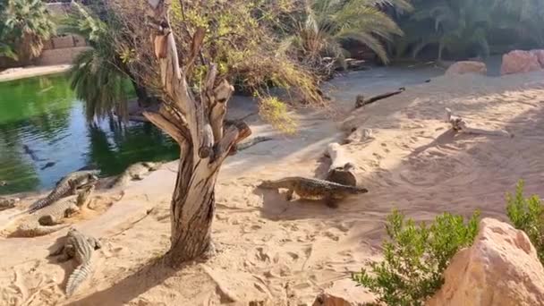 鳄鱼农场 鳄鱼沐浴在阳光下 鳄鱼农场 非洲杜鹃 美丽的一天 — 图库视频影像