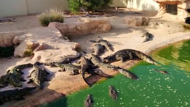 Vista Fazenda Crocodilos Jacarés Aquecem Sol Fazenda Crocodilos Tunisia África — Vídeo de Stock