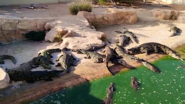 Widok Farmę Krokodyli Aligatory Pławiące Się Słońcu Gospodarstwo Krokodyli Tunisia — Wideo stockowe