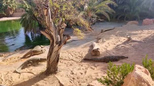 看到鳄鱼农场 鳄鱼沐浴在阳光下 鳄鱼农场在非洲 鳄鱼在沙滩上散步 — 图库视频影像