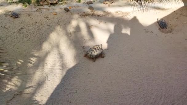 Черепахи Ходят Песку Большие Маленькие Желе Крыму Тунисе — стоковое видео