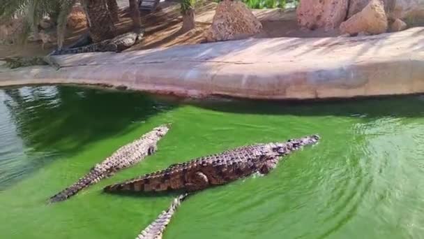 Вид Алігаторів Воді Відпочинок Крокодила Ферма Туніська Африка Прекрасний День — стокове відео