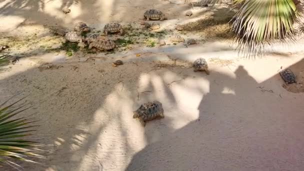 Προβολή Χελωνών Περπατώντας Στην Άμμο Μεγάλων Και Μικρών Χελωνών Που — Αρχείο Βίντεο