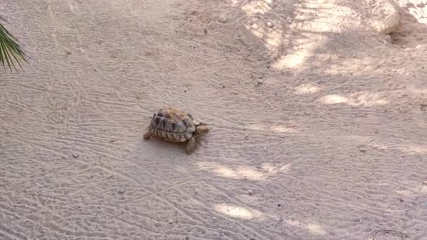 Schildkröten Laufen Sand Große Und Kleine Schildkröten Futtern Thunfisch — Stockvideo