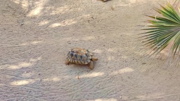 Közelkép Teknősök Séta Homokban Nagy Kis Teknősök Etetés Tunézia — Stock videók