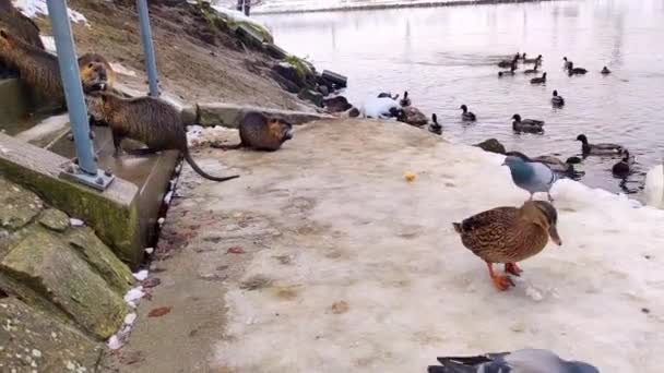 河上的营养品 鸭和鸽子以莫拉瓦河河岸为食 — 图库视频影像