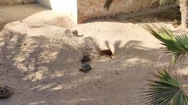Zicht Landschildpadden Die Gevoed Worden Een Boerderij Tunis Grote Kleine — Stockvideo
