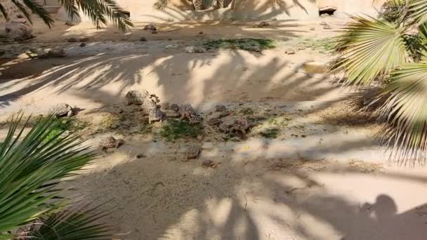 Tortugas Terrestres Grandes Pequeñas Alimentan Hermoso Día Soleado Una Granja — Vídeo de stock