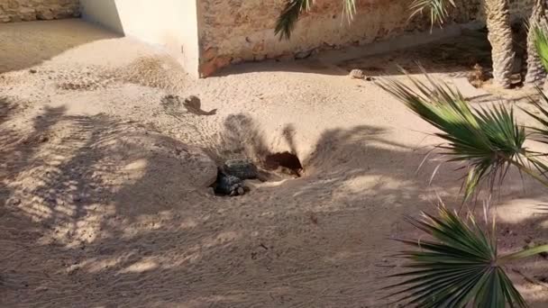 Kilátás Szárazföldi Teknősök Táplálják Gazdaság Tuniszban Nagy Kis Teknősök — Stock videók