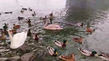 Mallards, Great Swan ve River Nutria Morava nehrinin kıyısında yiyecek bekliyor, Çek Cumhuriyeti