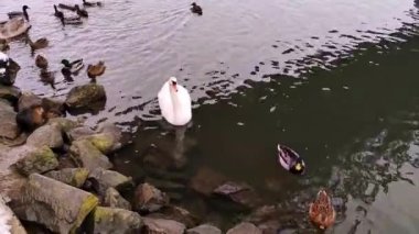 Çek Cumhuriyeti 'nin Morava Nehri kıyısında Büyük Kuğu ve Nutria Nehri' nde vahşi ördekler.