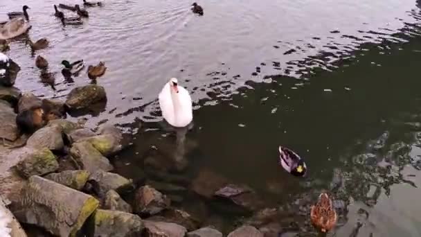 Patos Salvajes Gran Cisne Río Nutria Orillas Del Río Morava — Vídeo de stock