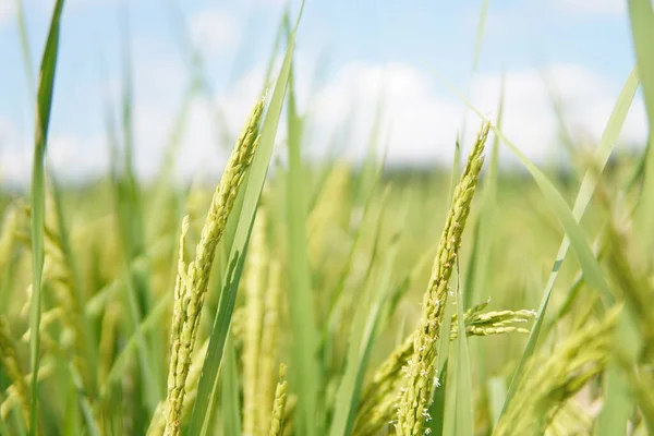 stock image Paddy growing on the field. Green paddy.