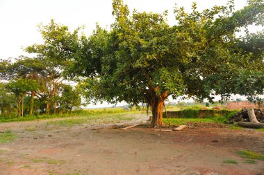 Parktaki Banyan ağacı.