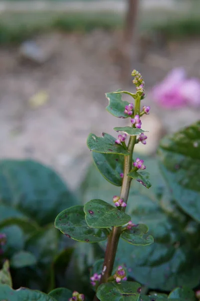 Basella Rubra in a vegetable garden. Indian spinach. Malabar spinach.