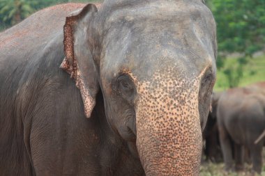 Bir fil barınağındaki Sri Lanka filinin yüzünü yakından izleyin.