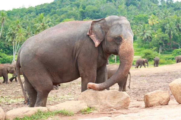 Side profile of an asian elephant at the Pinnawala Elephant Orphanage in Sri Lanka