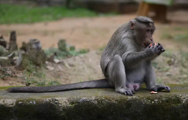 Genç bir Bonnet Macaque maymunu duvarda oturuyor ve bir nar soyuyor.