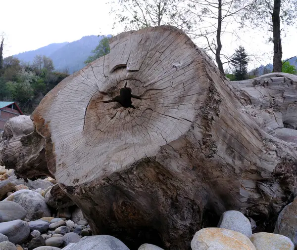 stock image Sawed stump of an aged tree lying by a dried river bed filled with stones