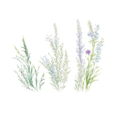 Kurutulmuş çimen buketi, çerçeve. Yabani çiçekler, bitkiler suluboya boyayla boyanmış. Botanik boho elementleri beyaza izole edilmiş. Düğün davetiyesi, selamlama, kart, baskı