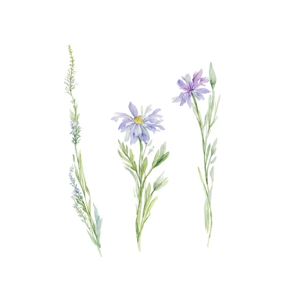 Suszona Trawa Kwiatowa Kwiaty Polne Zioła Malowane Akwarelą Elementy Botaniczne — Wektor stockowy