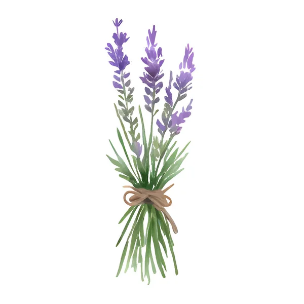 Aquarell Lavendelblüten Natürliche Illustration Vintage Stil Isoliert Auf Weißem Hintergrund — Stockvektor