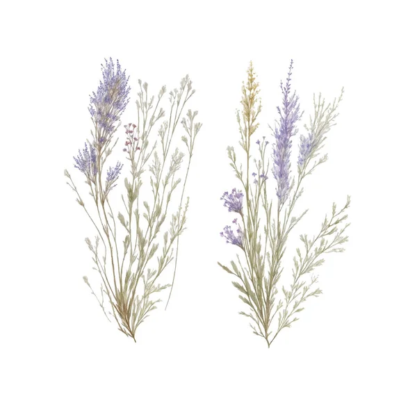 Sušená Tráva Květinová Divoké Květiny Bylinky Malované Akvarelem Botanické Prvky — Stockový vektor