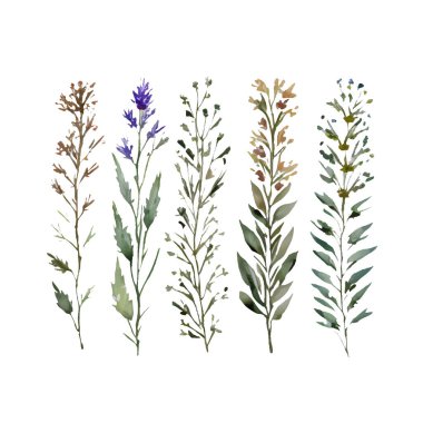 Kurutulmuş çimen buketi, çerçeve. Yabani çiçekler, bitkiler suluboya boyayla boyanmış. Botanik boho elementleri beyaza izole edilmiş. Düğün davetiyesi, selamlama, kart, baskı
