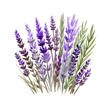 Lavanta çiçekli suluboya el çizimi beyaz arkaplanda izole edildi. Mor mor menekşe çiçekli süsleme elementi. Yazdır, kart, desen, çerçeve, düğün, çıkartma tasarımları. Dekor.