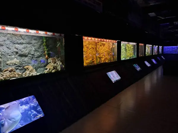 Fateh Sagar Gölü yakınlarındaki Güneş Altındaki Akvaryum 'un güzel iç manzarası