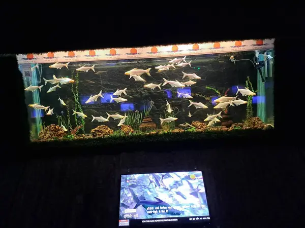 Fateh Sagar Gölü yakınlarındaki Güneş Altında Akvaryum 'da güzel balıklar