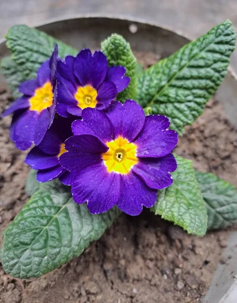 Güzel Primrose 'un ya da Primula çiçeklerinin yakın çekimi. 