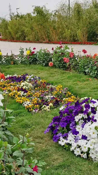 Yeni Delhi, Hindistan 'daki Baansera Bambu Parkı' nda bahar çiçekleri açıyor.