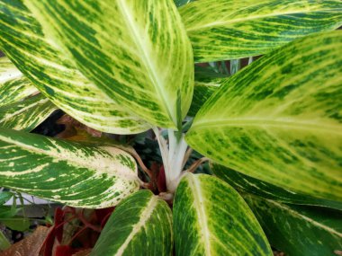 Sri Rejeki ya da Aglaonema ya da Çin Evergreen olarak da bilinir. Ev dekorasyonu için güzel bir bitki.