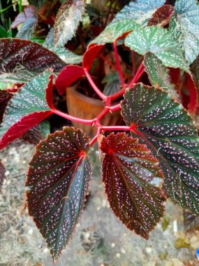 Begonya Melek Kanadı. Kırmızı saplı ve yapraklı güzel bir bitki, ev dekorasyonu için uygun..