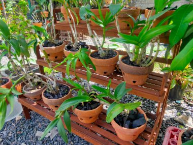 Saksıdaki orkide bitkileri düzgünce bir bitki rafına dizilmişti.