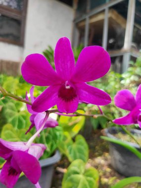 Anggrek Larat Langsing veya Dendrobium Bigibbum. Ev dekorasyonu için güzel süs orkideleri.