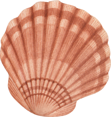 beyaz arkaplanda deniz kabuğu, suluboya çizimi