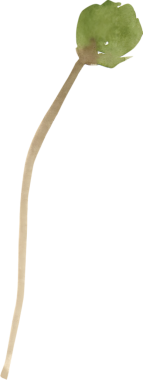 Sevgililer Günü suluboya için gül çiçeği ve buket dekor