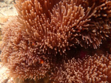 Malezya 'nın Redang adasındaki mercan resif bölgesinde deniz şakayıkları bulunan balık nemo' su balığı. 