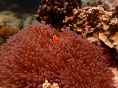 Malezya 'nın Redang adasındaki mercan resif bölgesinde deniz şakayıkları bulunan balık nemo' su balığı. 