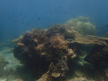 Malezya 'nın Redang adasındaki mercan resif bölgesinde deniz şakayıkları bulunan balık nemo' su balığı. 