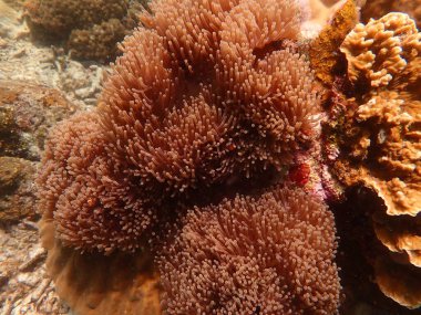 Malezya 'nın Redang adasındaki mercan resif bölgesinde deniz şakayıkları bulunan balık nemo' su balığı. 
