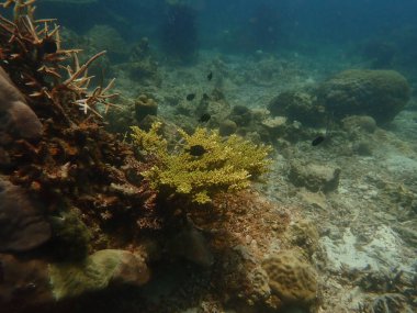 Malezya 'daki Redang Adası' ndaki mercan kayalıklarında güzel bir mercan bulundu.