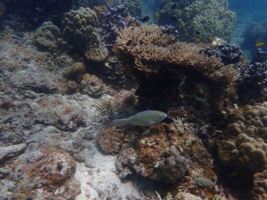 Malezya 'daki Redang Adası' ndaki mercan kayalıklarında güzel bir mercan bulundu.