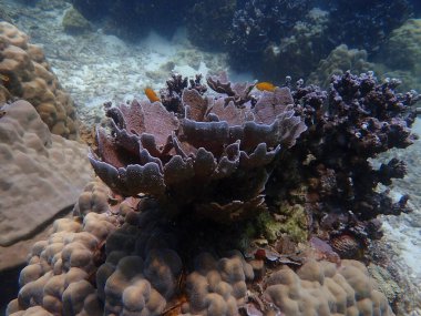 Malezya 'daki Redang Adası' ndaki mercan kayalıklarında güzel bir mercan bulundu.