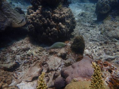 Malezya 'daki Redang Adası' ndaki mercan kayalıklarında güzel bir mercan bulundu.