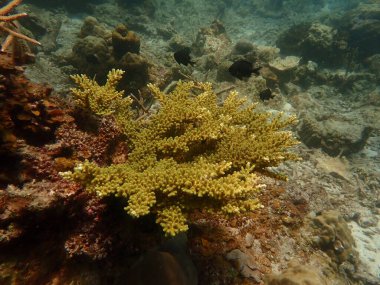 Malezya 'daki Redang Adası' ndaki mercan kayalıklarında güzel bir mercan bulundu.